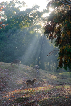 早朝の奈良鹿