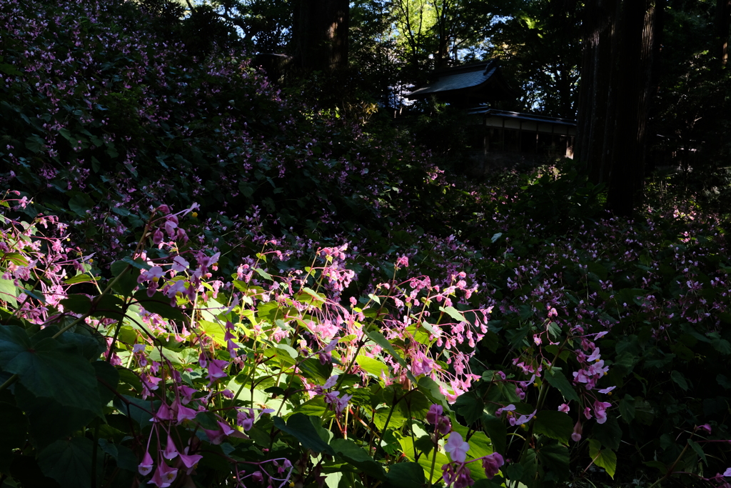 岩湧寺の秋海棠
