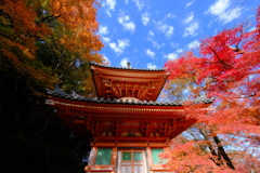 大威徳寺多宝塔の紅葉