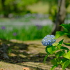 万博記念公園のアジサイ園