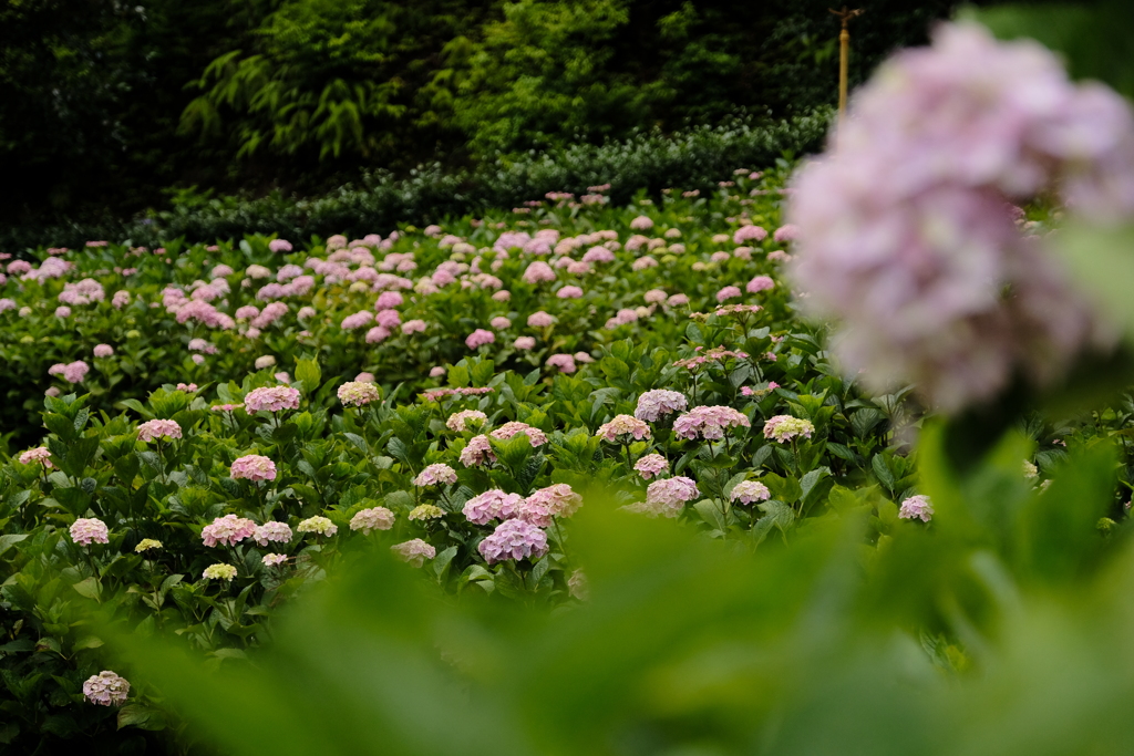 三室戸寺のアジサイ