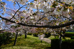 やなせ苑桜づつみの桜