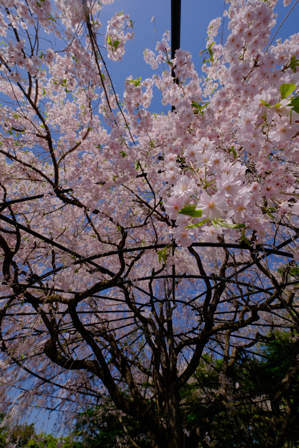 退蔵院の枝垂れ桜