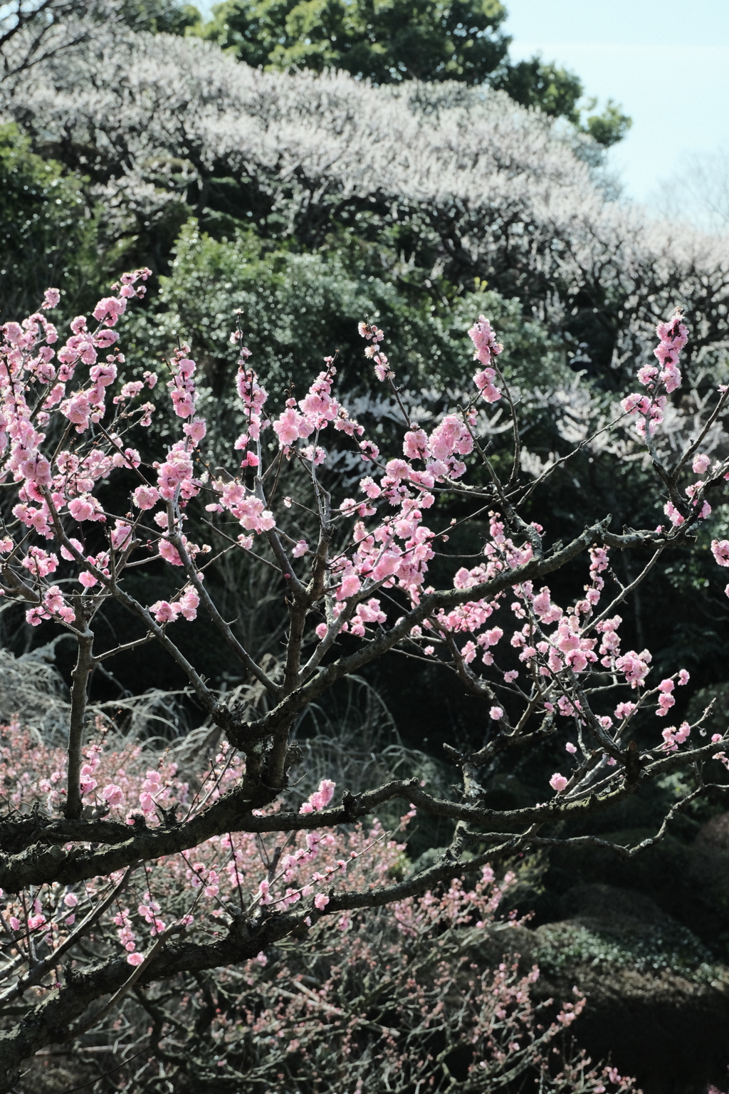 中山寺の梅園