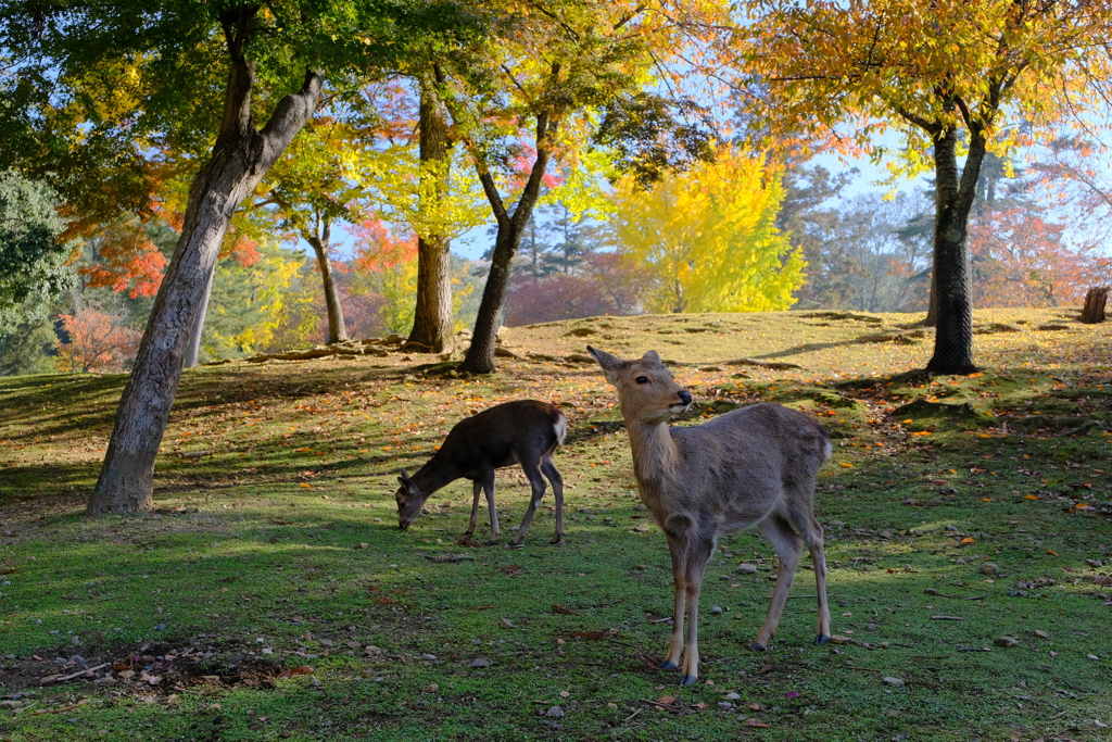 紅葉の奈良鹿