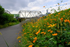 キバナコスモスと赤川鉄橋