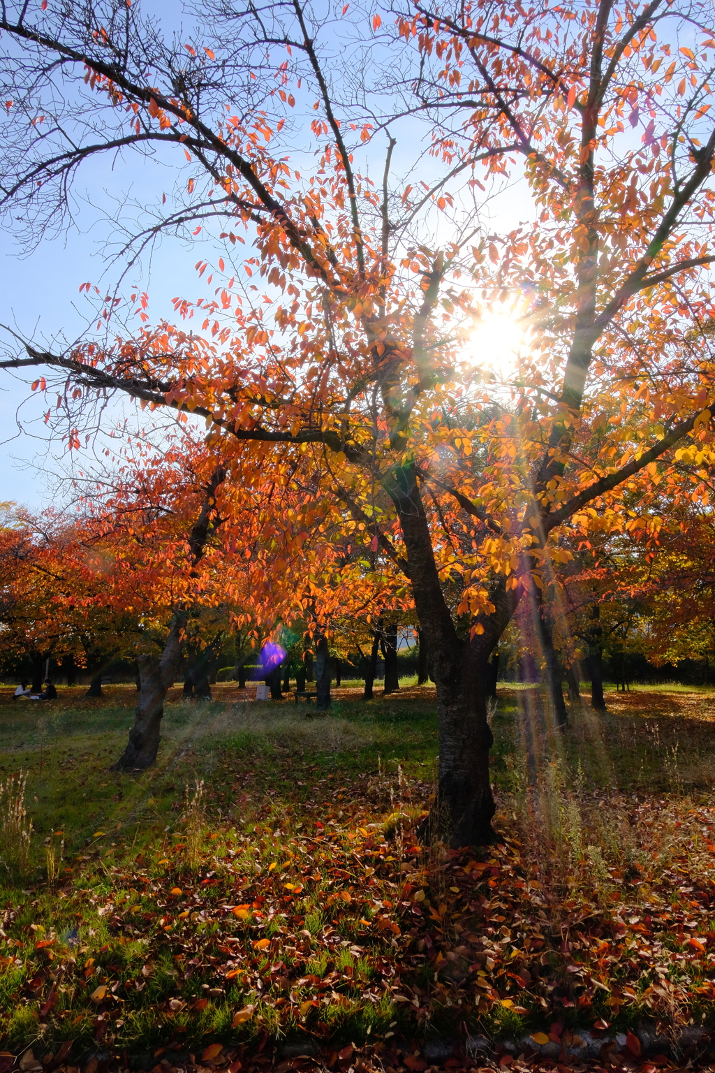 大阪城公園の紅葉