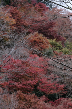 吉野の紅葉