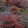 吉野の紅葉