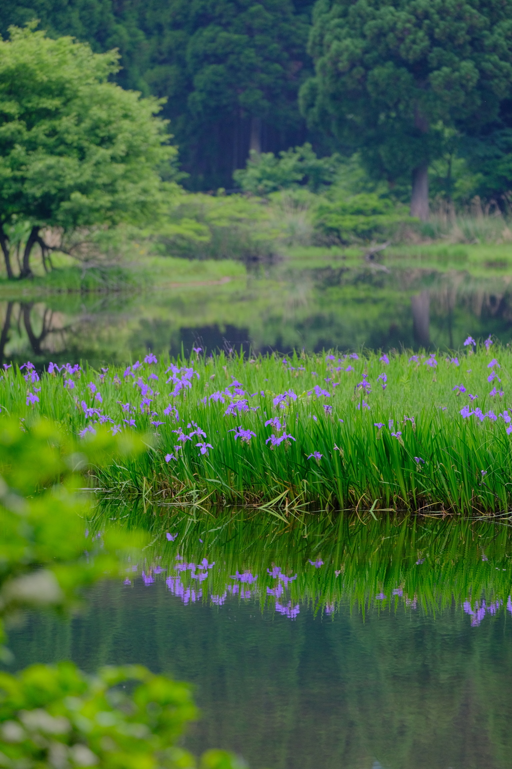 平池のカキツバタ