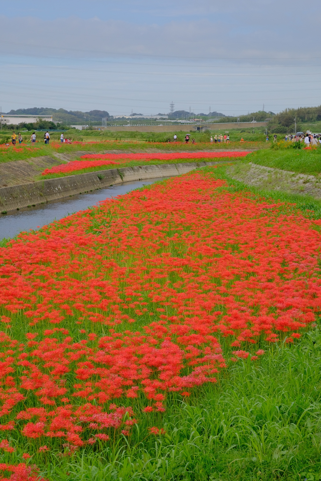 矢勝川堤の彼岸花