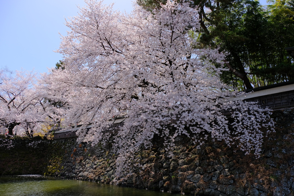 高島城の桜