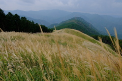 岩湧山のススキ