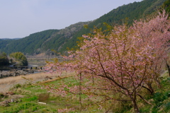サクラガサイタ