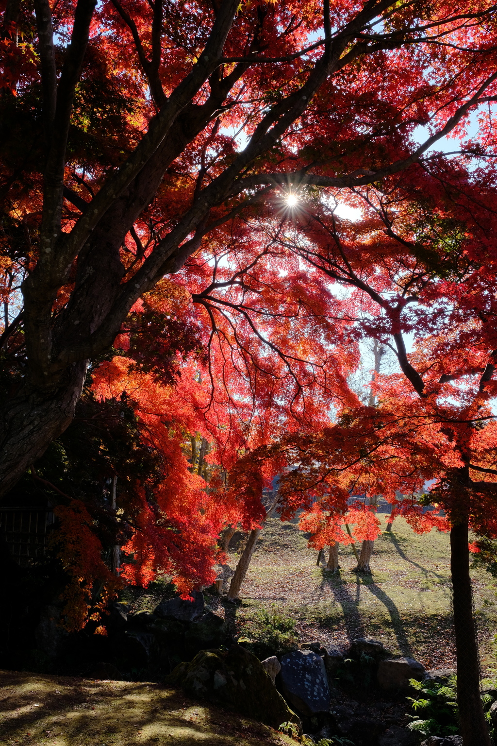 奈良公園の紅葉