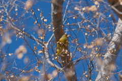本日の鳥果；マヒワ