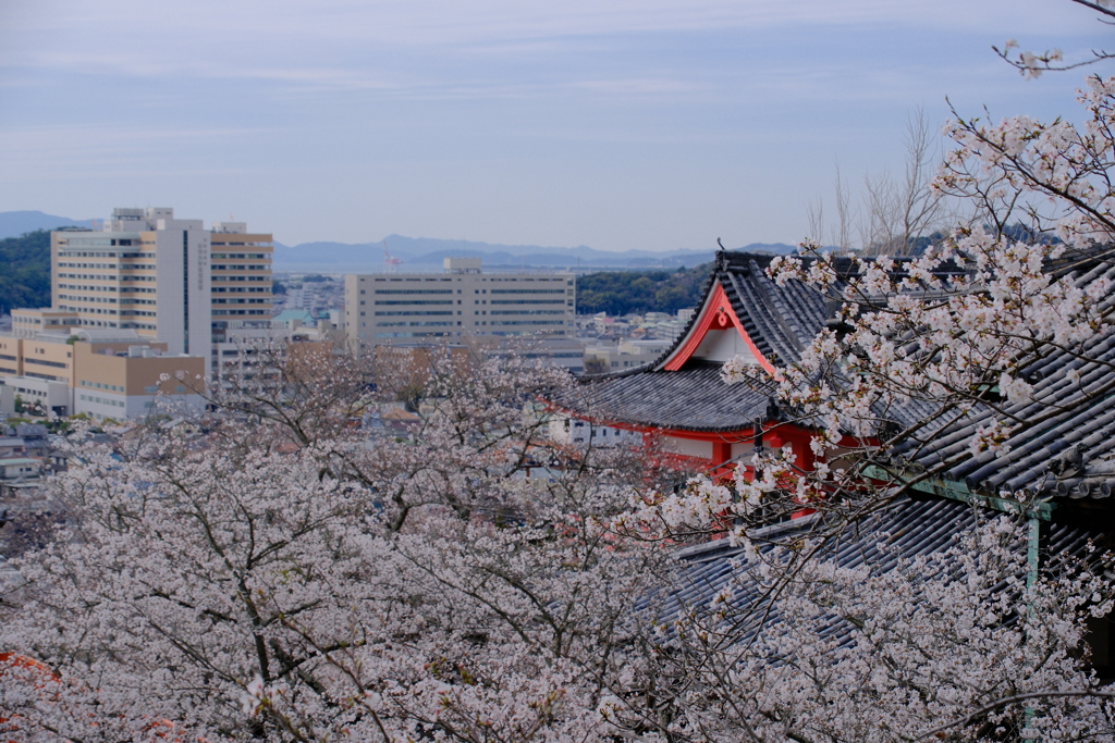 紀三井寺の桜