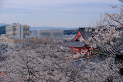 紀三井寺の桜
