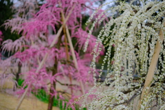 三室戸寺の枝垂れ桜