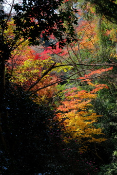 箕面公園の紅葉