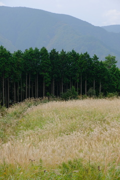 岩湧山のススキ