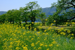 初夏の景色