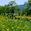 初夏の景色