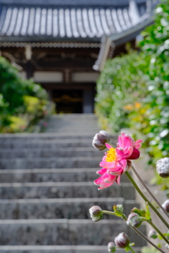 西山善峯寺の秋明菊