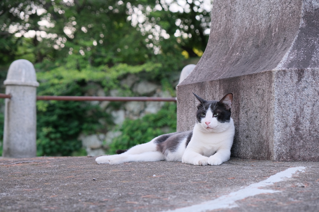顔は凛々しい