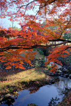 奈良公園の紅葉