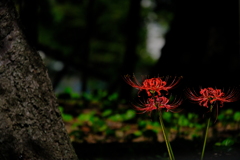 駿府城公園の彼岸花