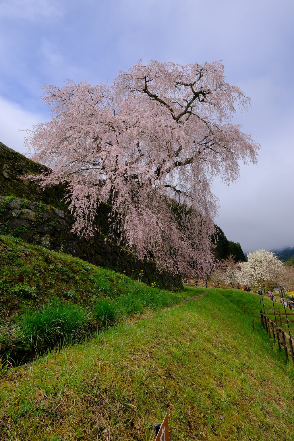 又兵衛桜(本郷の瀧桜)