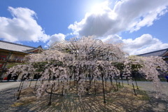 天理教教会部の枝垂れ桜