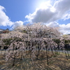 天理教教会部の枝垂れ桜