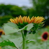 太陽は上