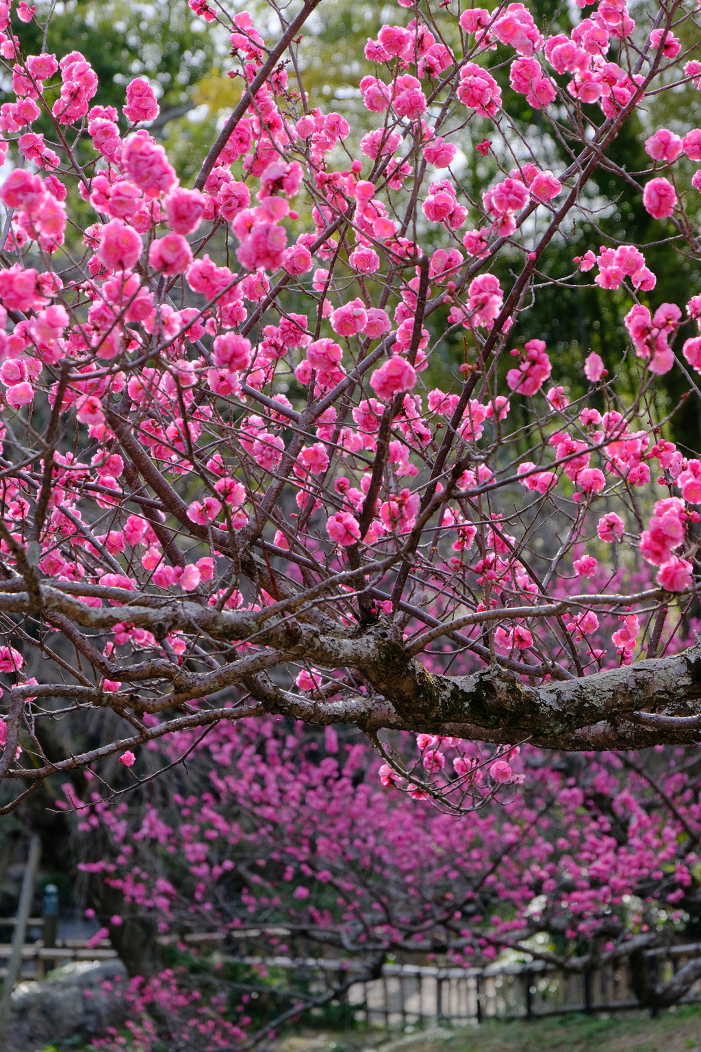 紅梅