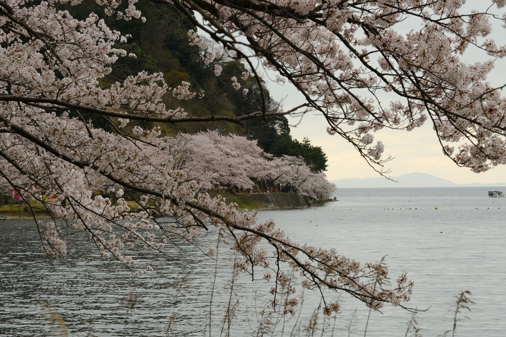 海津大崎の桜