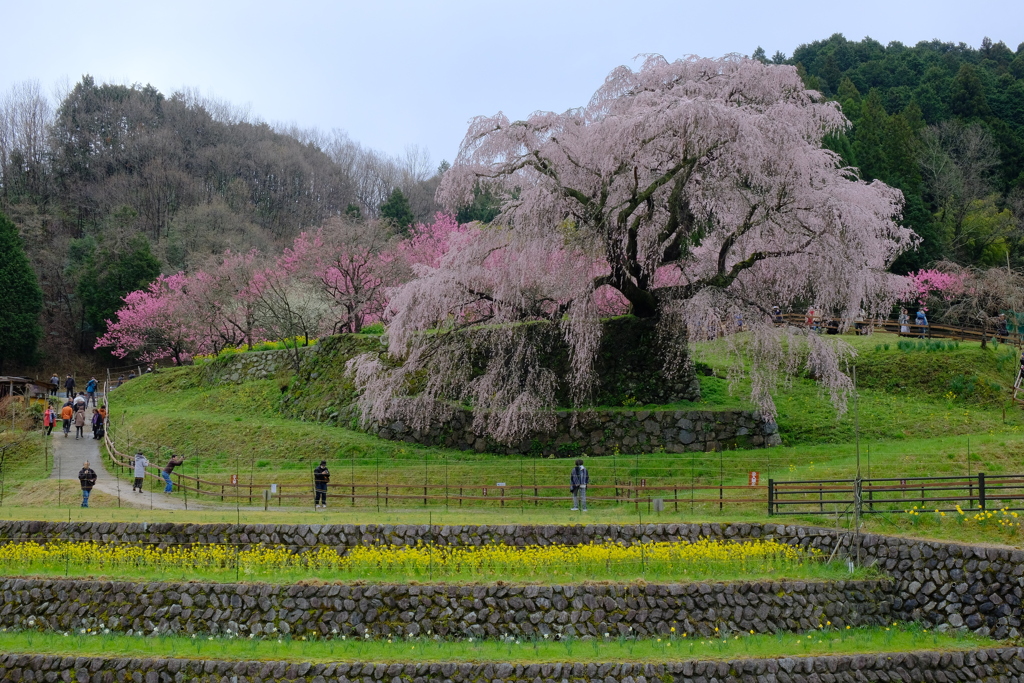 又兵衛桜(本郷の瀧桜)