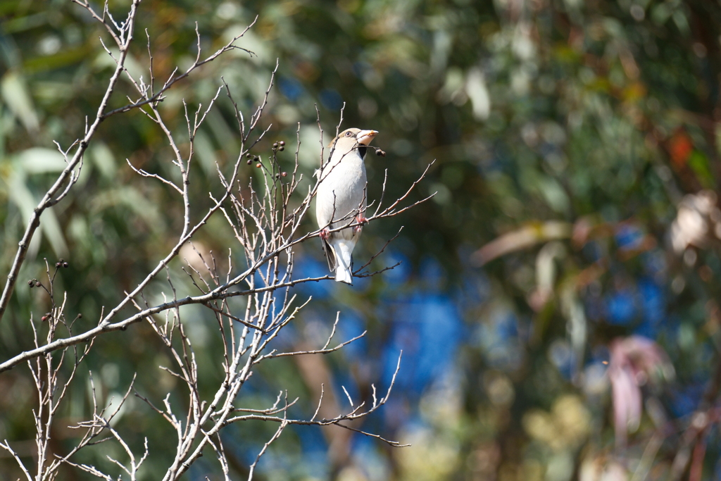 今日の鳥果;イカル