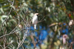 今日の鳥果;イカル
