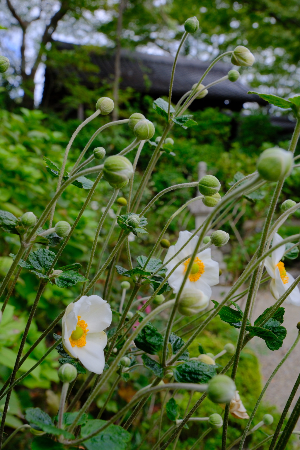 西山善峯寺の秋明菊