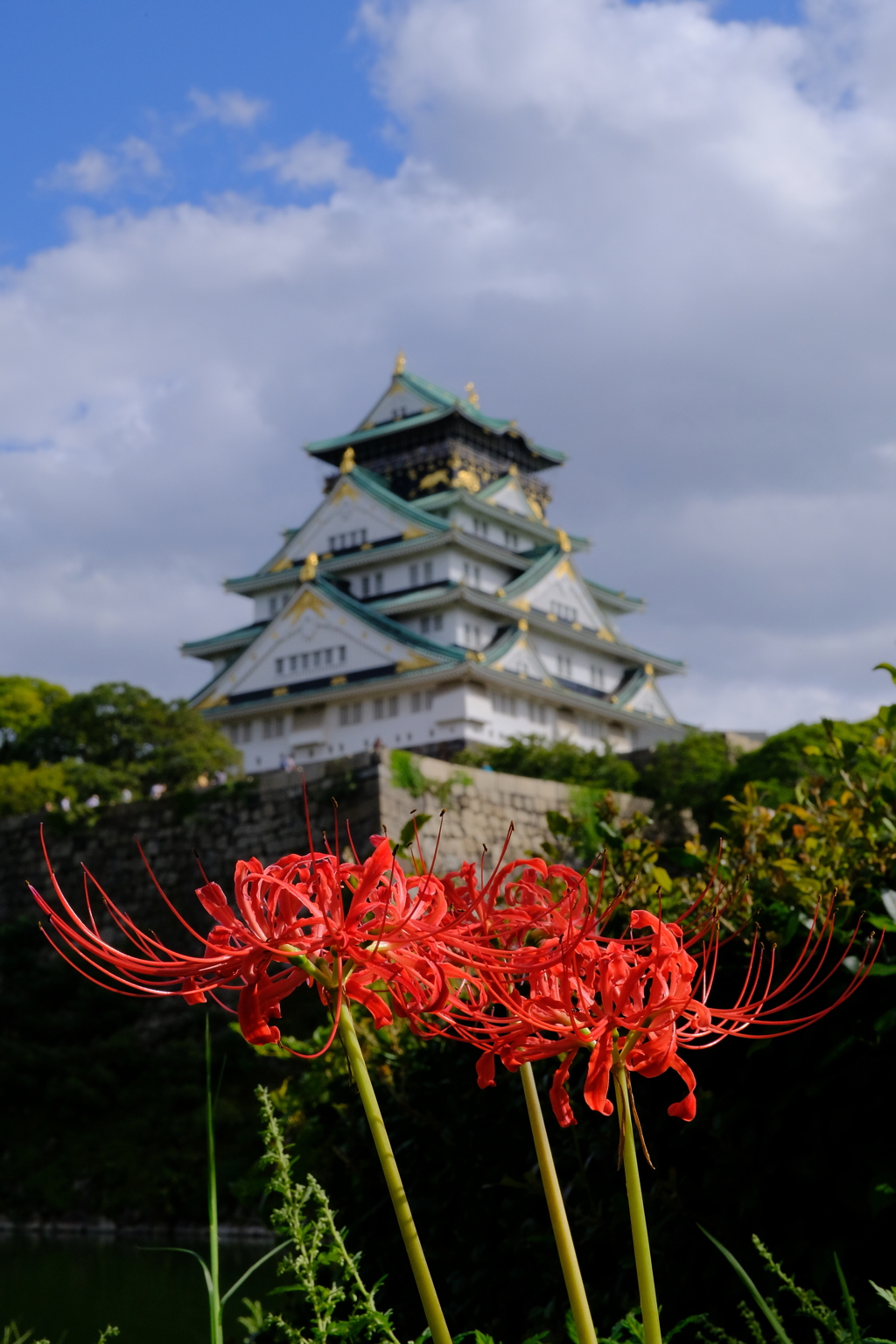 大阪城公園の彼岸花