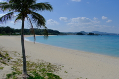 ヤシの木のある景色