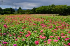 和泉リサイクル環境公園