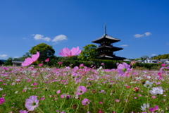 法起寺のコスモス