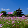 法起寺のコスモス