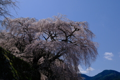 又兵衛桜