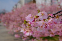 河津桜は満開でした