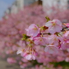 河津桜は満開でした