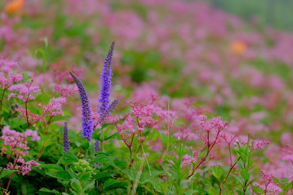 天空のお花畑